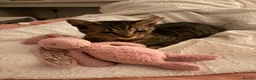 Mixed Breed cats for sale: Dorris - Advert 4
