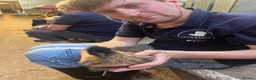 Chickens poultry for sale: Let’s Farm Poultry  - Advert 8