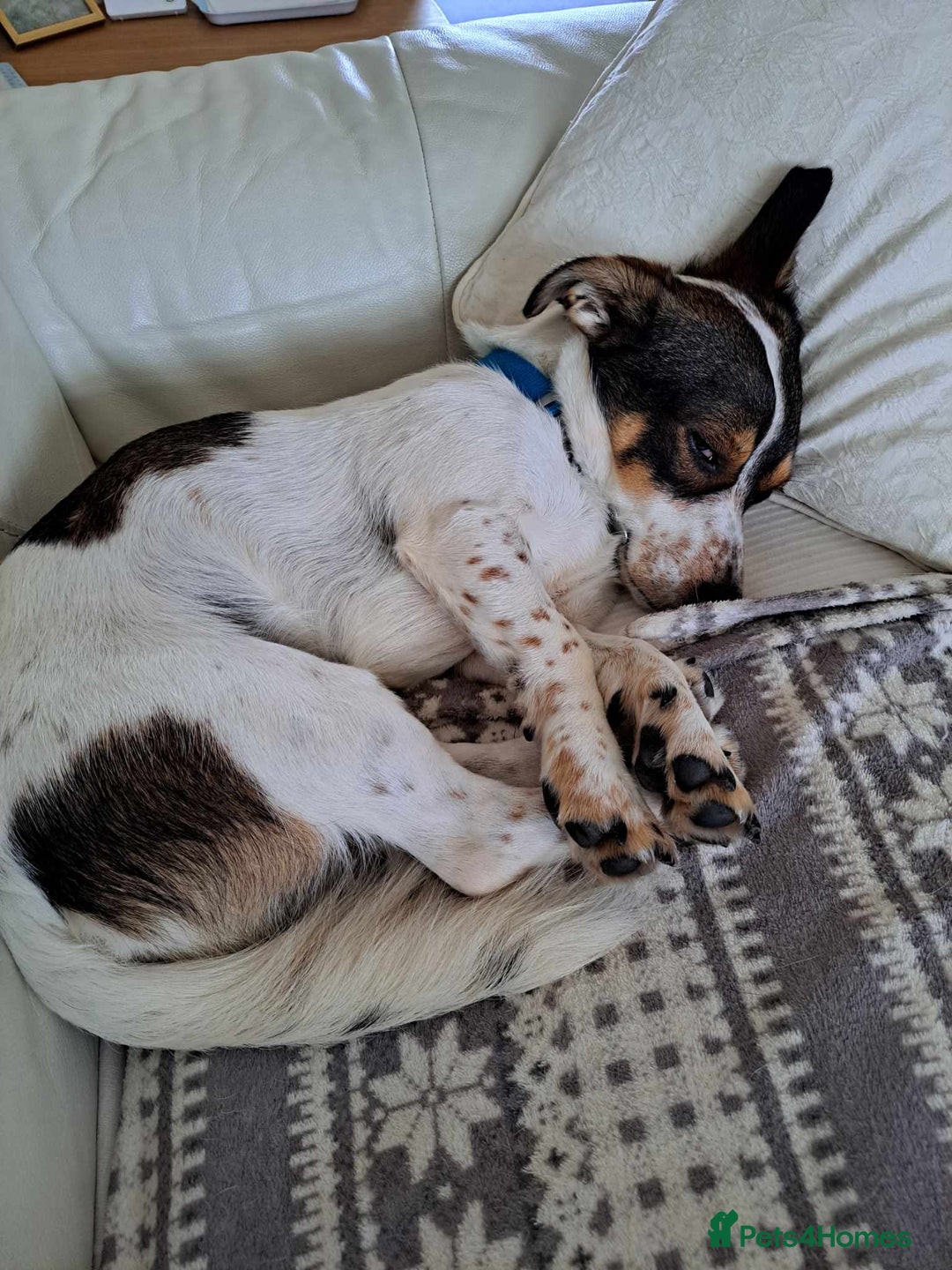 Mixed Breed dogs for adoption: Brodie - In Ayr Looking for a Home  - Image 4