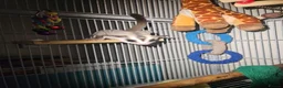 Sugar Glider rodents for sale: Male and female sugar glider 9 months old  in Crook - Advert 9