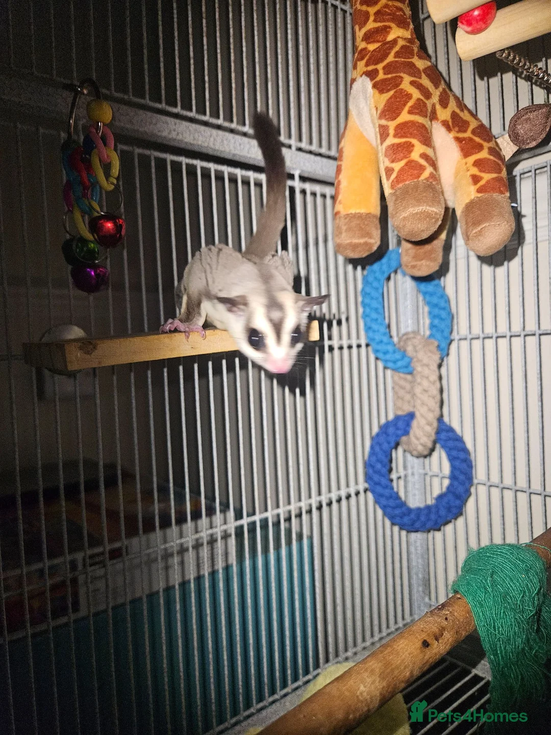 Sugar Glider rodents for sale: Male and female sugar glider 9 months old  in Crook - Advert 9