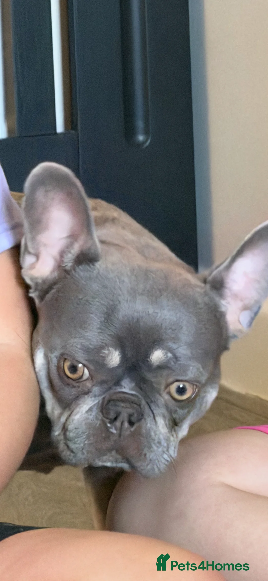 French Bulldog dogs for sale: Puppies in Saint Austell - Advert 1
