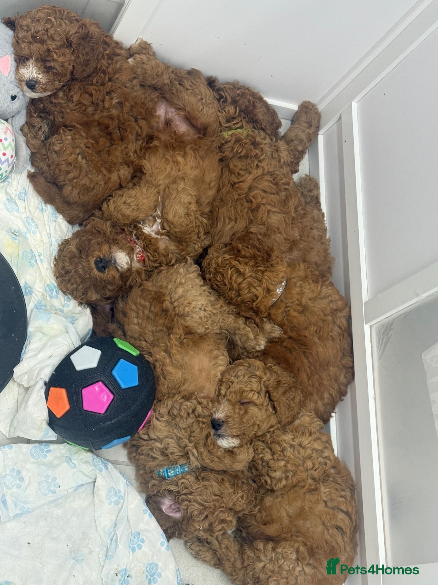 Cavapoo dogs BEAUTIFUL CAVAPOO PUPPIES 🐾 - Advert 2