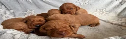 Cocker Spaniel dogs for sale: Cocker Spaniel puppies  - Advert 12