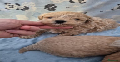 Maltipoo dogs 5 ⭐️ small Maltipoo’s puppy’s  - Advert 3