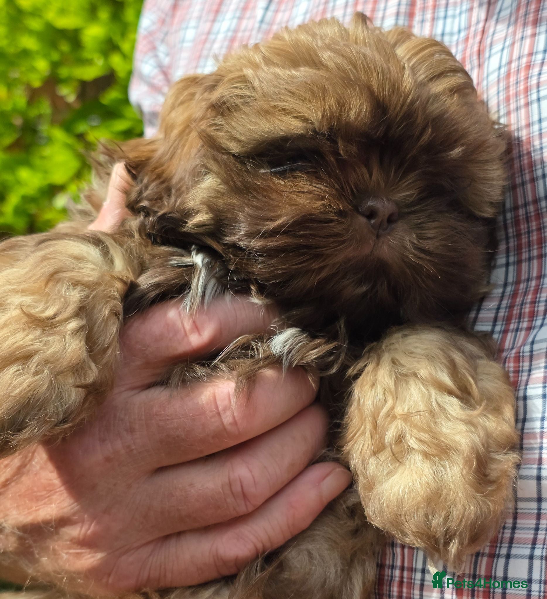 Shih Tzu dogs Stunning KC registered Imperial Shih Tzu male pup - Advert 2