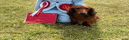 Miniature Dachshund dogs for stud: Miniature long hair(crufts qualified for life) in Bridge of Weir - Advert 5