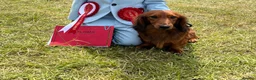 Miniature Dachshund dogs for stud: Miniature long hair(crufts qualified for life) in Bridge of Weir - Advert 5