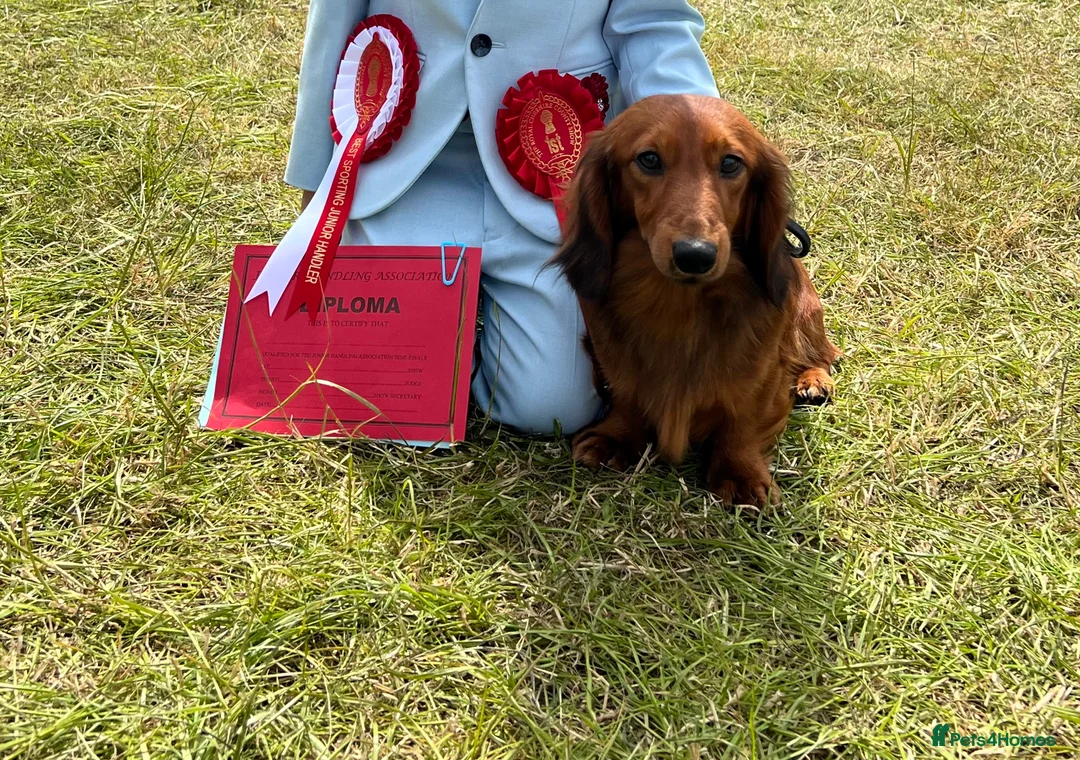 Miniature Dachshund dogs for stud: Miniature long hair(crufts qualified for life) in Bridge of Weir - Advert 5