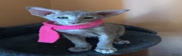 Oriental cats for sale: Stunning GCCF Oriental Caramel Tortie Female - Advert 7