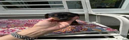 Jackshund dogs for sale: Adorable Dachshund x Jack Russell Puppies  - Advert 11
