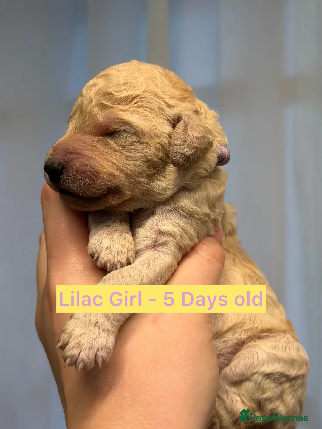 Standard Poodle dogs for sale: KC Reg, Fully Health Tested Standard Poodles  - Advert 10