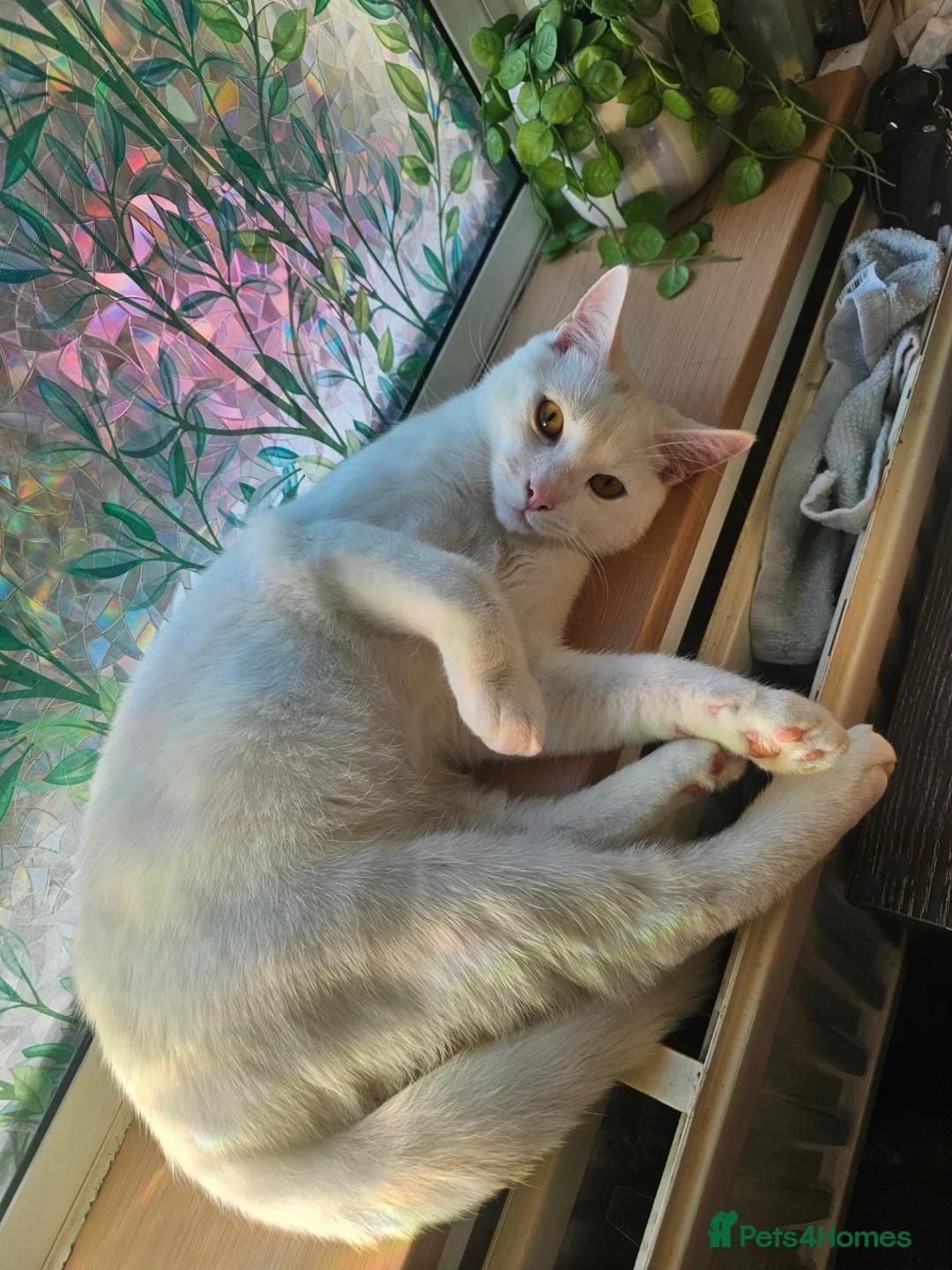 Domestic Shorthair cats for sale: Adoring all white boy - Advert 3