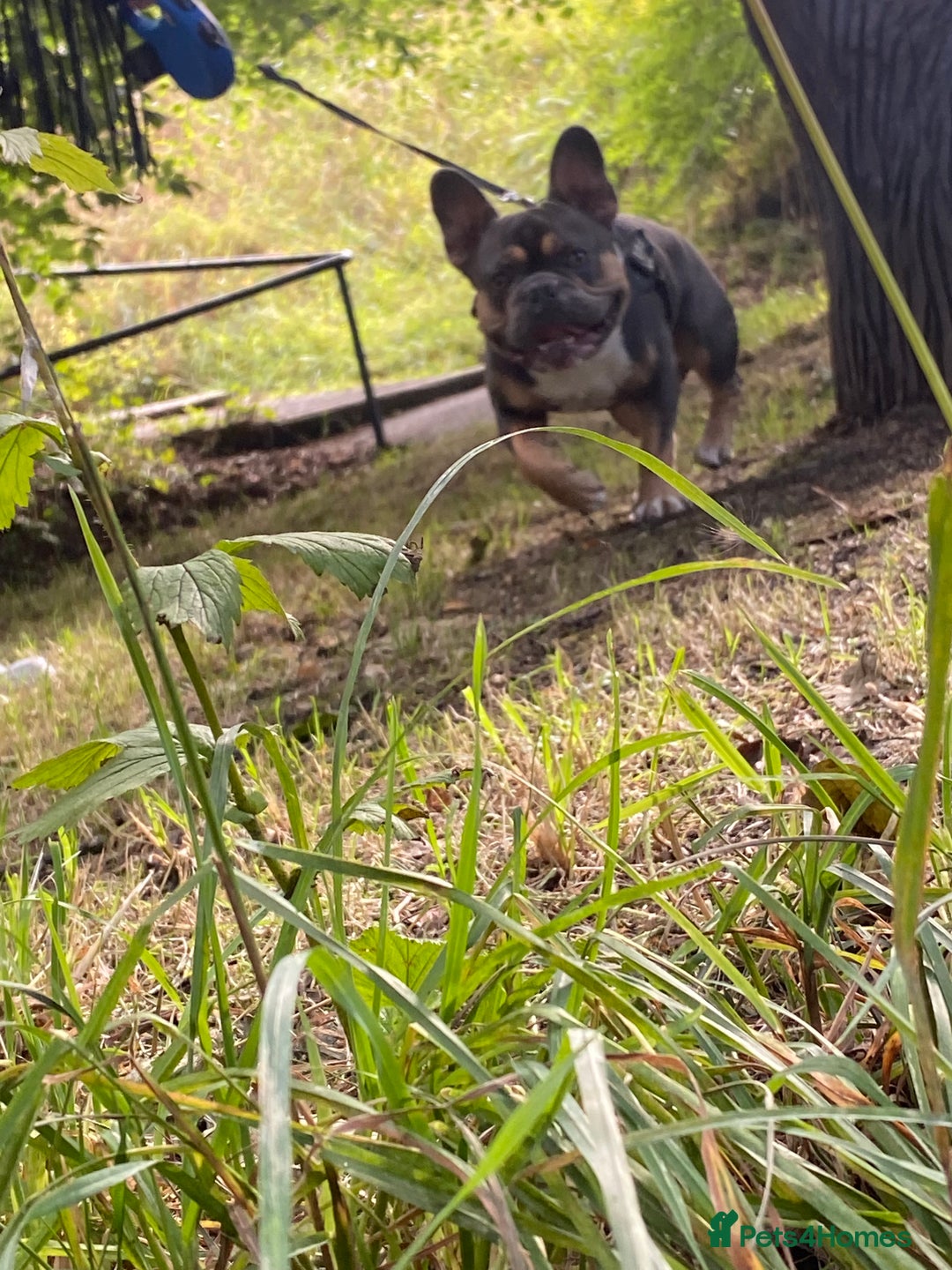 French Bulldog dogs for stud: Blue/Tan/White Frenchie Stud - KC & Fluffy Carrier in Edinburgh - Image 11