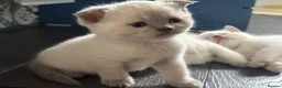 Scottish Fold cats for sale: Scottish fold and strait kittens - Advert 4