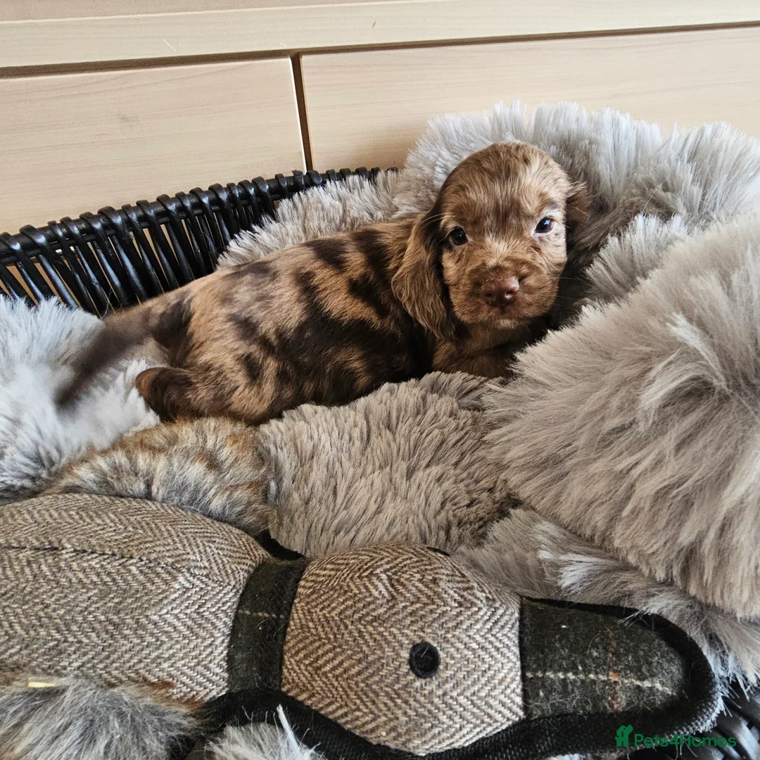 Cocker Spaniel dogs for sale: Working Type Cocker Spaniels - Advert 3
