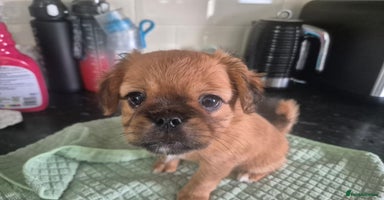 Mixed Breed dogs - Advert 11