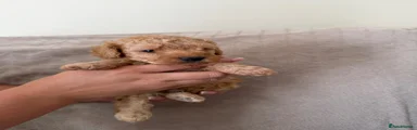 Toy Poodle 5