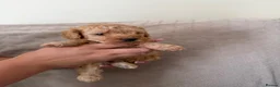 Toy Poodle dogs for sale: **REDUCED••Beautiful Toy Poodle Puppies - Advert 11