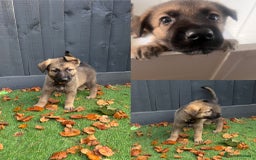 German Shepherd dogs for sale: German Shepherd Puppies, Ready to leave next week - Image 8