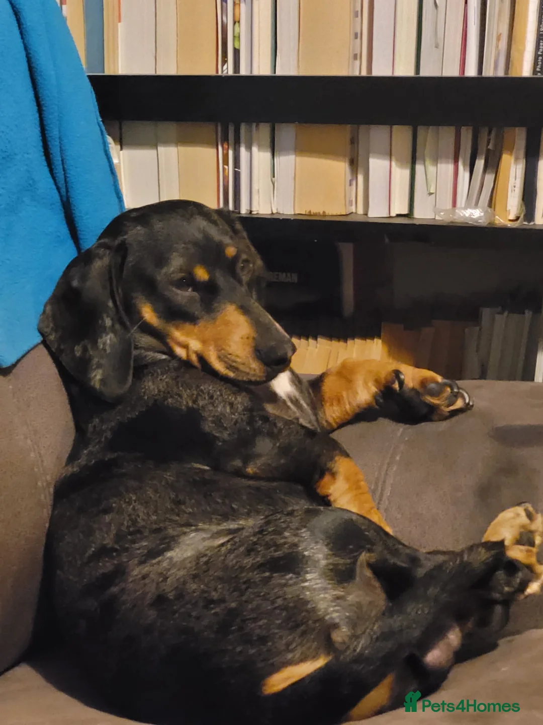 Dachshund dogs for sale: Stunning Sable Dapple Boy in Thetford - Advert 7