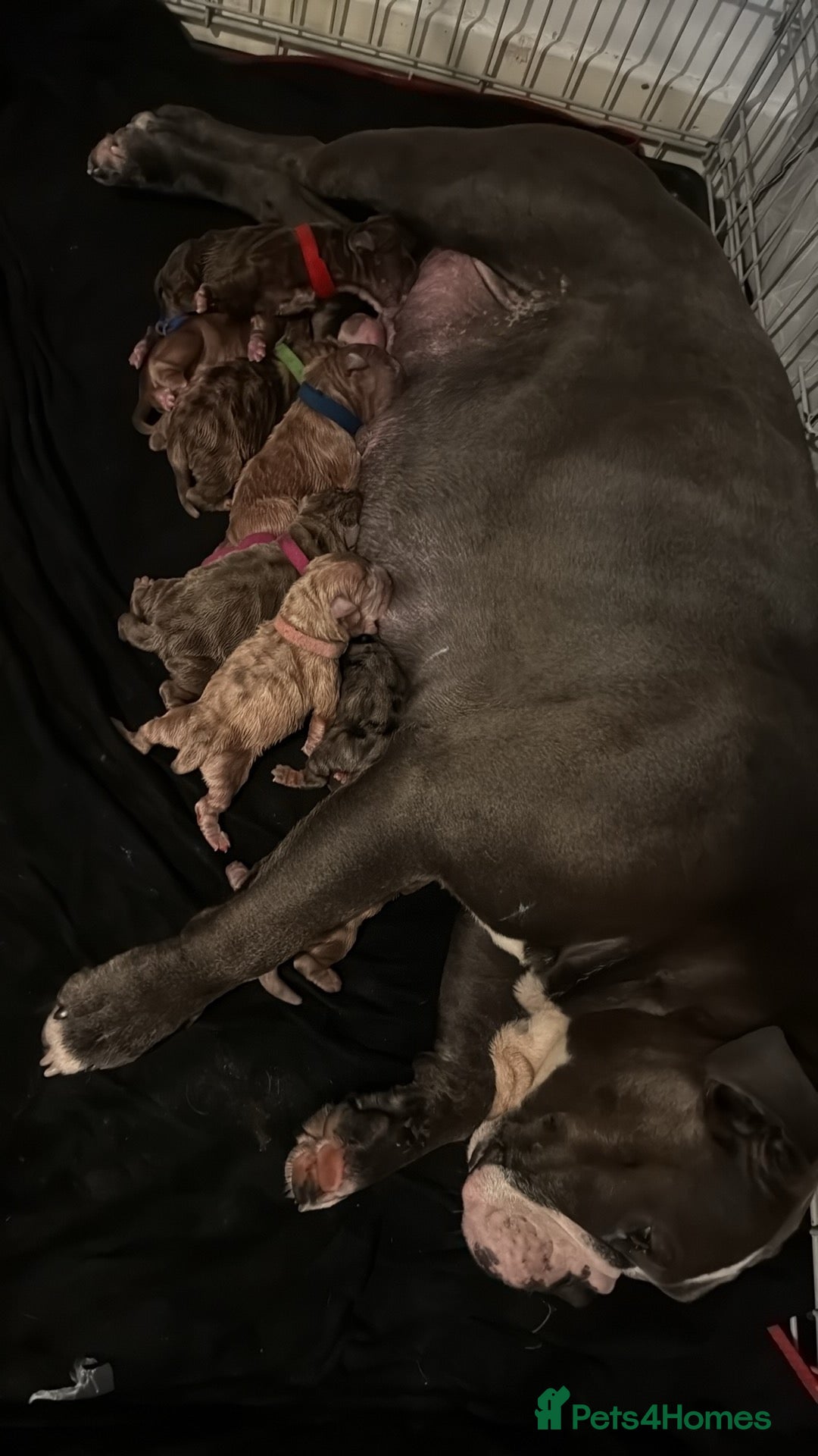 Olde English Bulldogge dogs for sale: Old English Bulldog Pups - Image 7