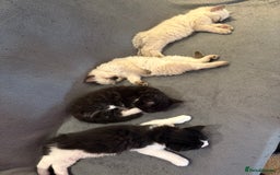 Ragcoon cats for sale: Stunning Maine Coon x Ragdoll kittens - Image 13