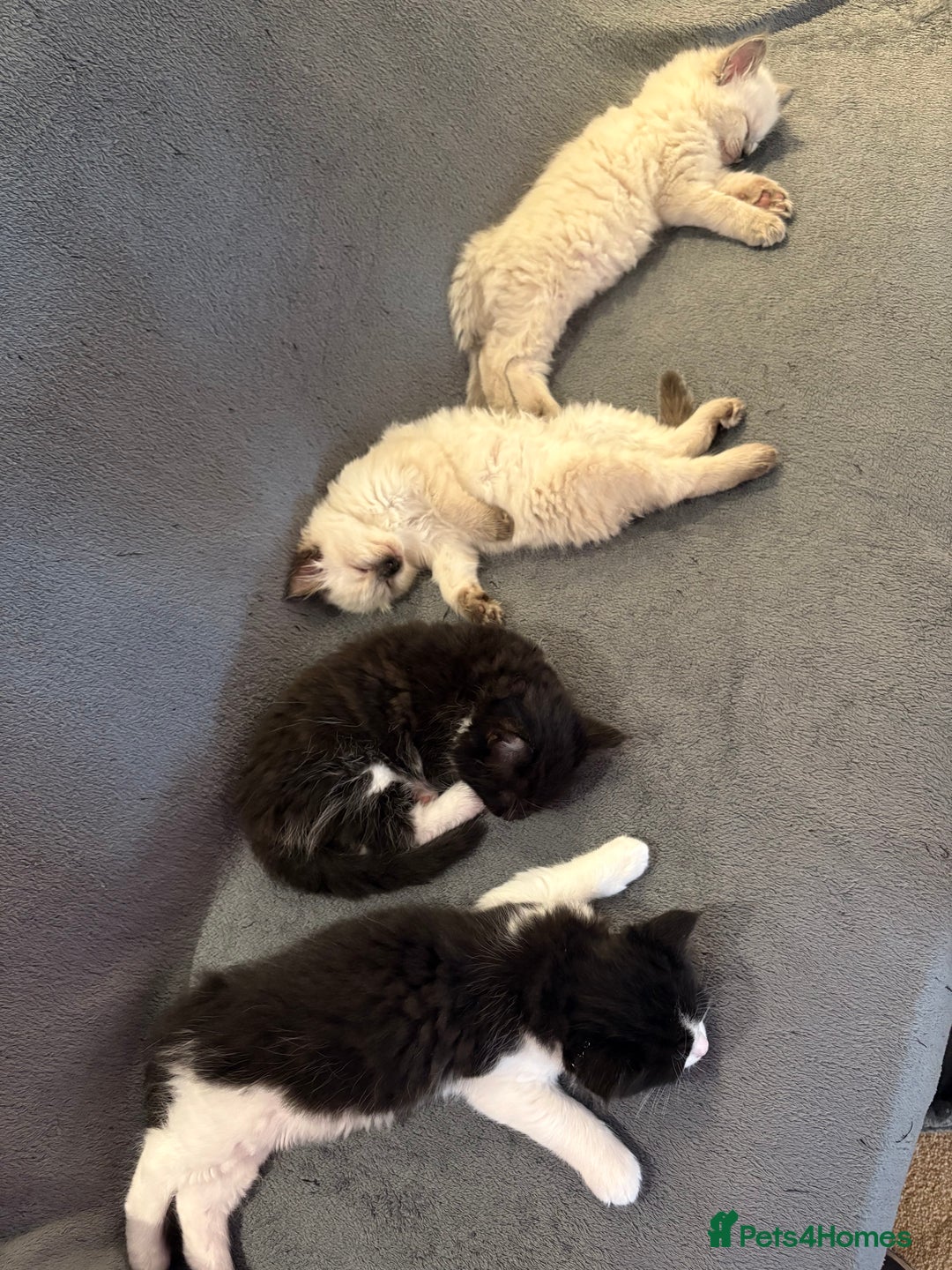 Ragcoon cats for sale: Stunning Maine Coon x Ragdoll kittens - Image 13