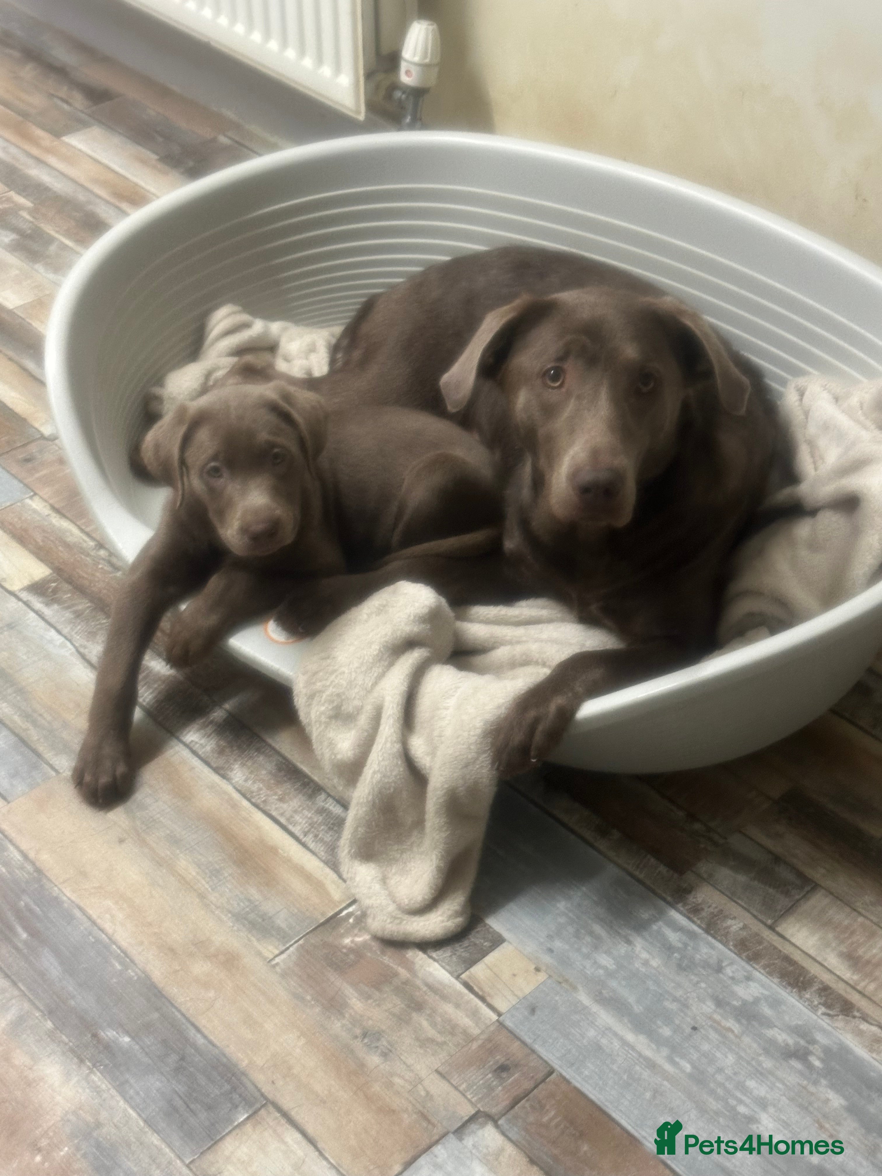 Labrador Retriever dogs Last female Labradors   *READY TO LEAVE* - Advert 14