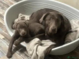 Labrador Retriever dogs Last female Labradors *READY TO LEAVE* - Advert 14