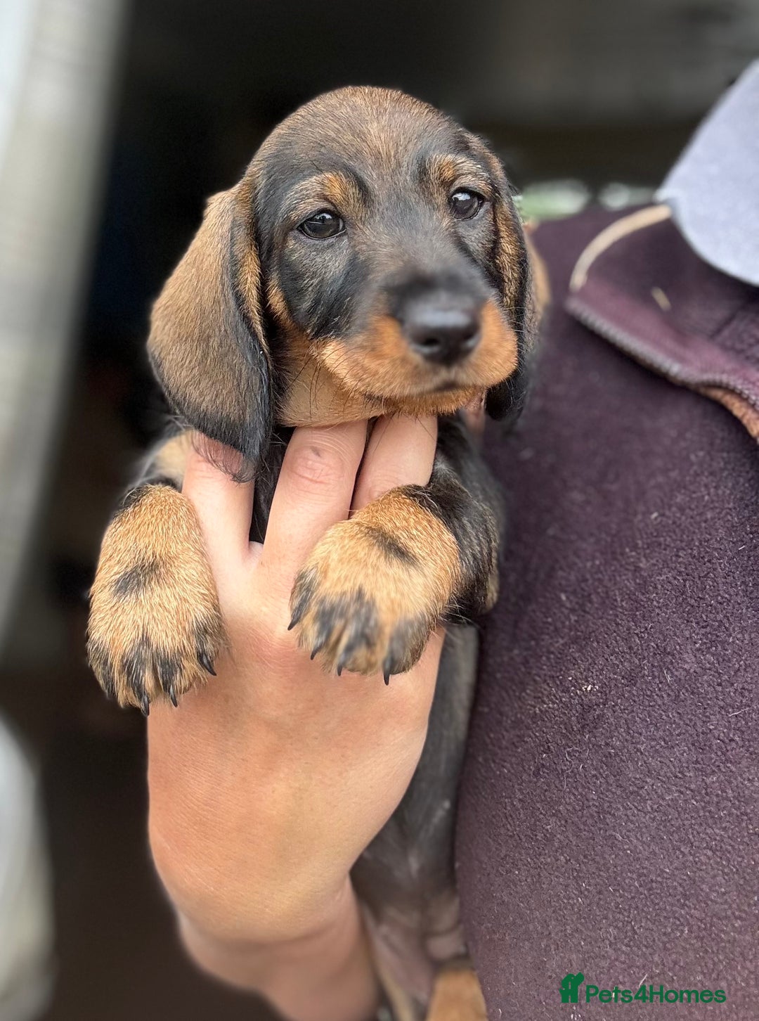 Dachshund dogs for sale: Beautiful standard wirehaired dachshund  - Image 1
