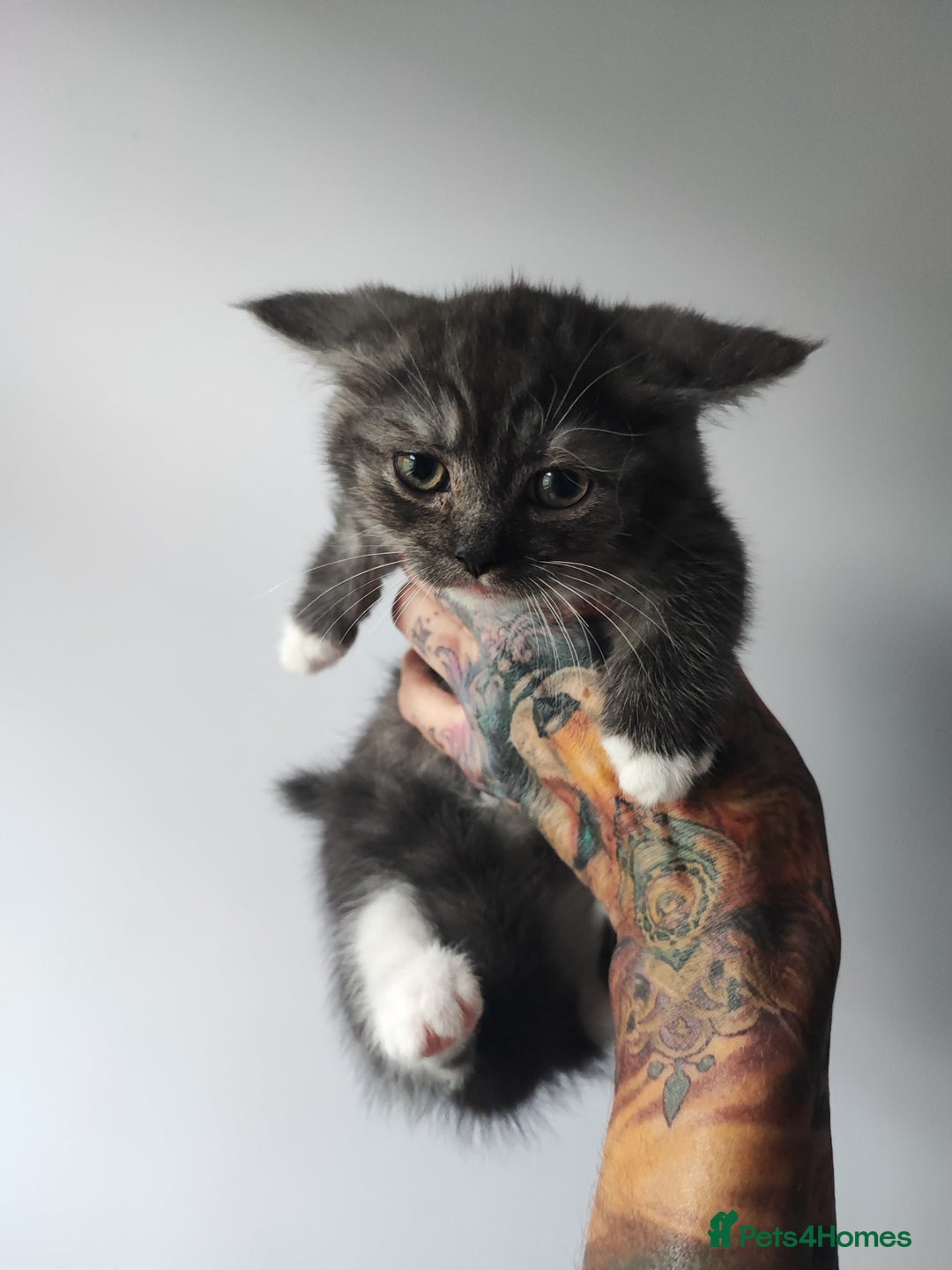 Devon Rex cats for sale: Munchkin x Devon rex  - Advert 19