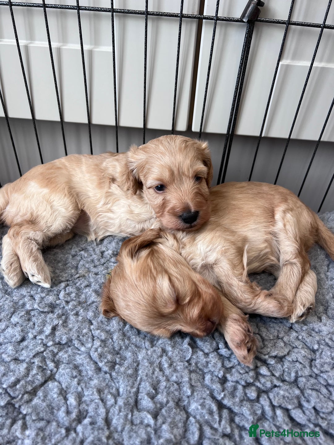 Cockapoo dogs for sale: F1B Cockapoo Puppies - Image 2