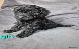 Cockapoo dogs for sale: F1b Cockapoo - ready this weekend - Image 7