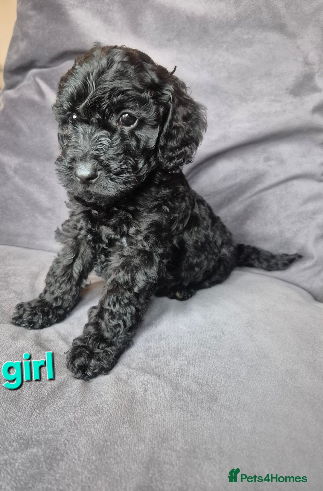 Cockapoo dogs for sale: F1b Cockapoo - ready this weekend - Image 7
