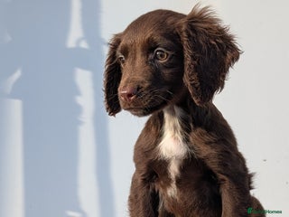 Cocker Spaniel dogs Adorable Working Cocker Puppies - Advert 3