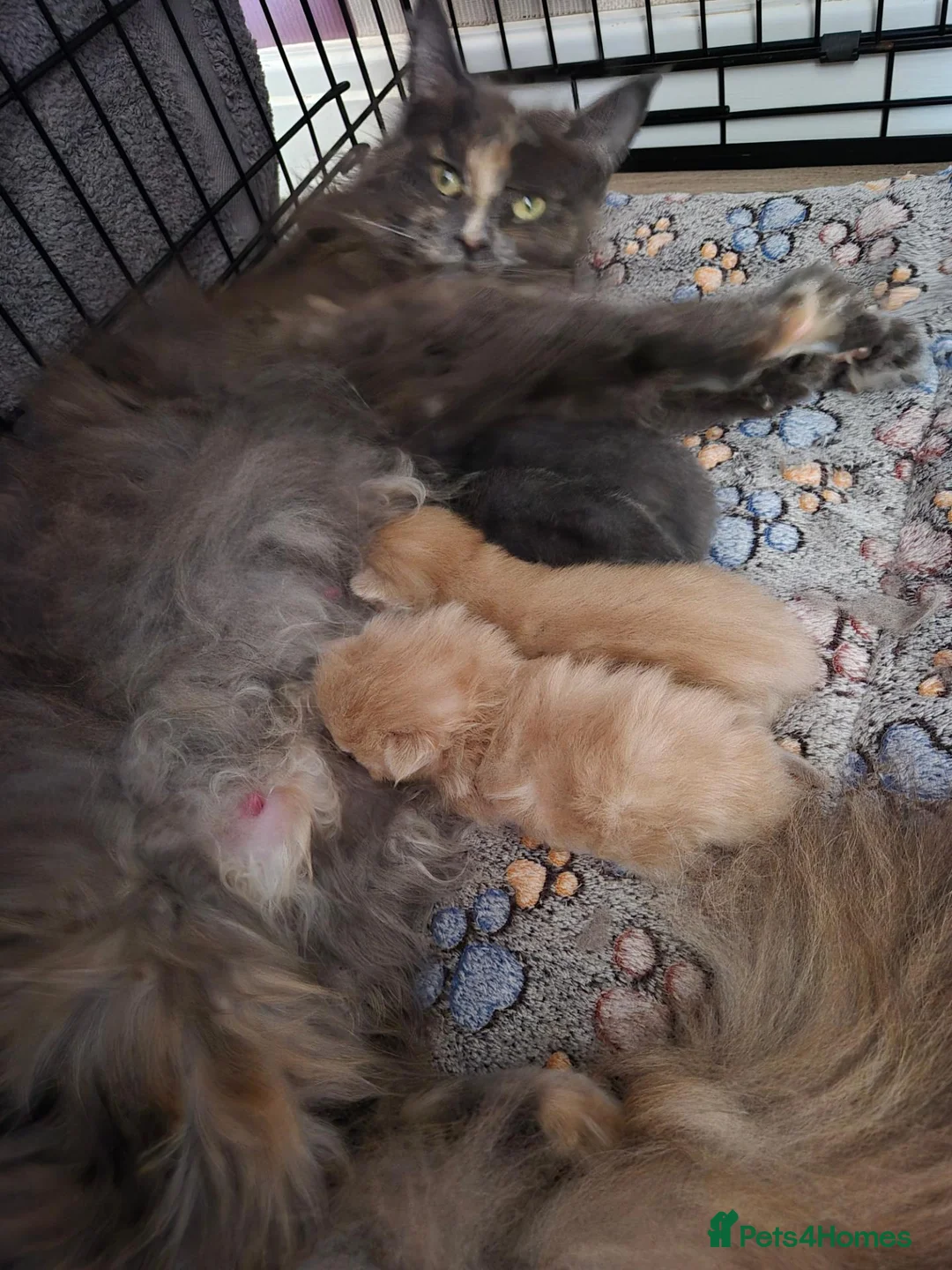 Maine Coon cats for sale: Maine coon female  - Advert 1