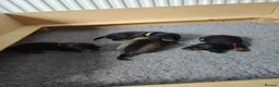 Dachshund dogs for sale: Dachshund Puppies in Redditch - Advert 4