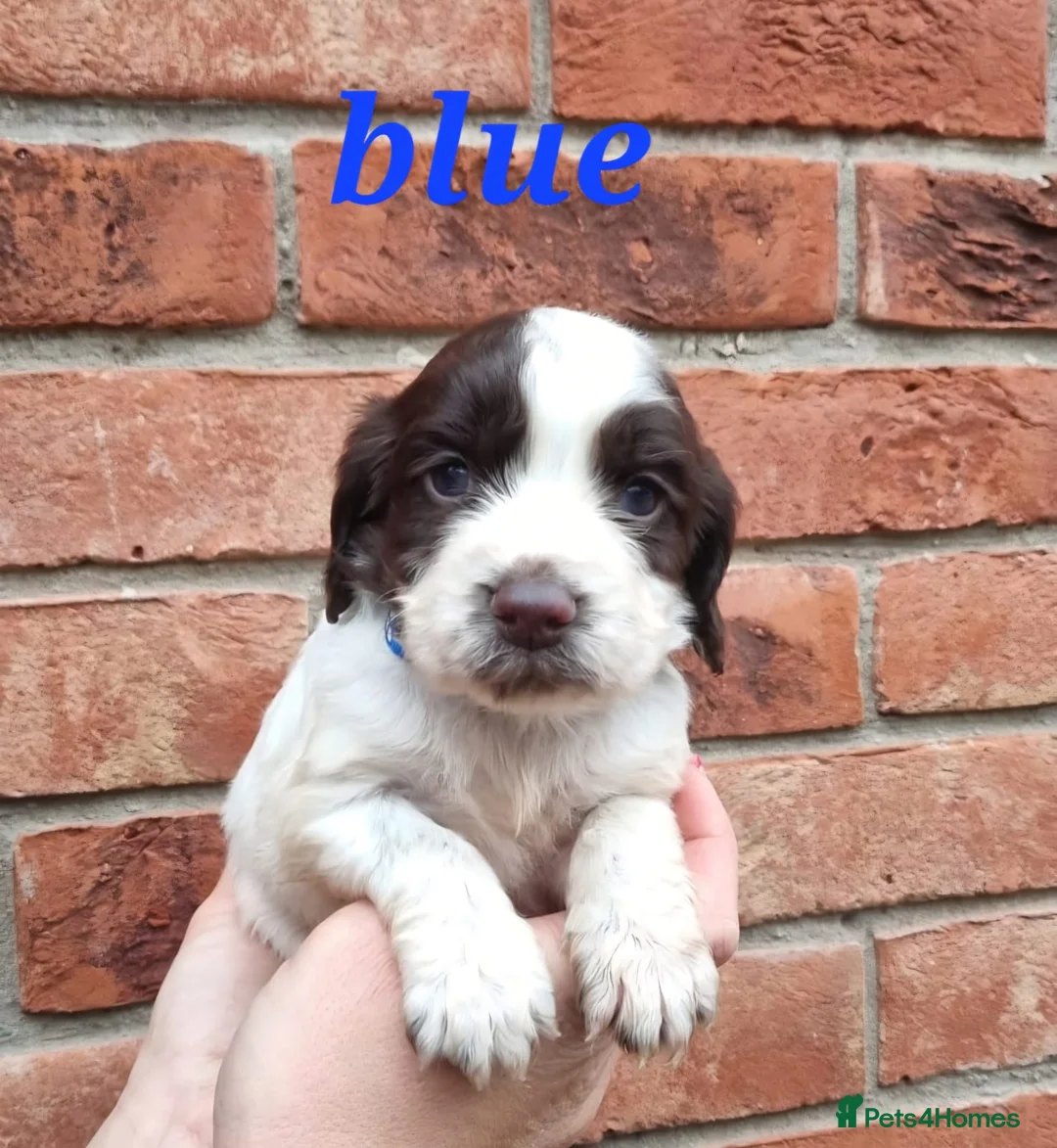 Cocker Spaniel dogs for sale: A stunning litter of cocker spaniels pups  - Advert 2