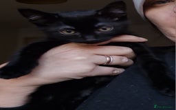 Mixed Breed cats for sale: Mixed breed kittens for sale! - Image 17