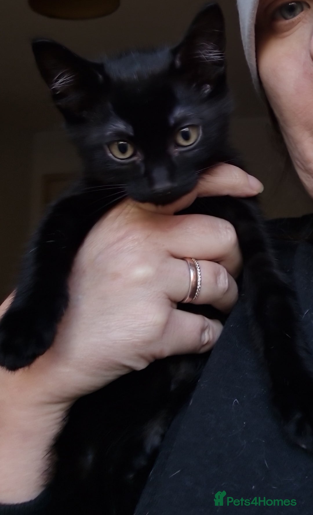 Mixed Breed cats for sale: Mixed breed kittens for sale! - Image 17