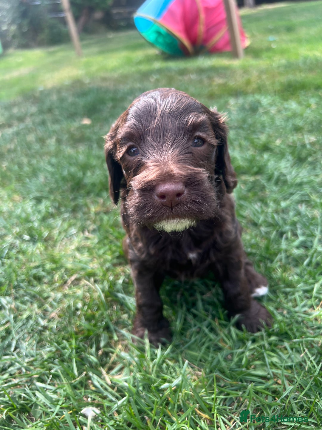 Cockapoo dogs for sale: Stunning F2 miniature cockapoo puppies  - Image 17