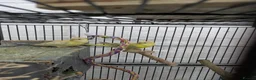 Budgerigars birds for sale: 2 red rumped parrots small and friendly  - Advert 2