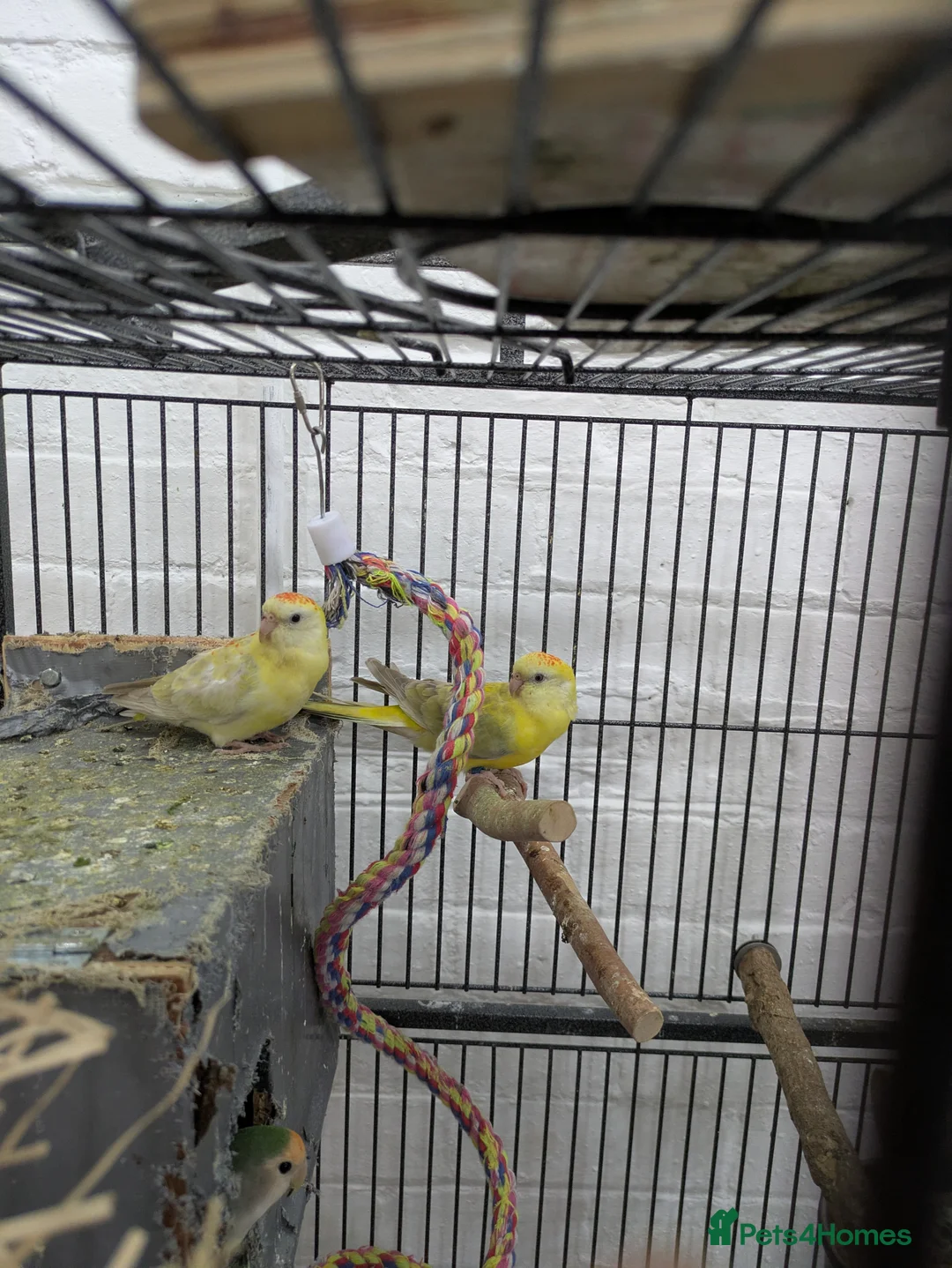 Budgerigars birds for sale: 2 red rumped parrots small and friendly  - Advert 2