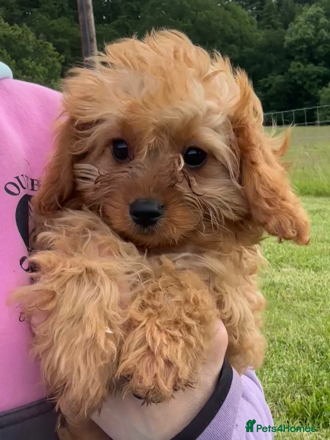 Cavapoo dogs for sale: 🌟 DNA Tested KC Parents Red F1 Cavapoo Puppies - Advert 1