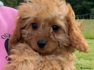 Cavapoo dogs 🌟 DNA Tested KC Parents Red F1 Cavapoo Puppies - Advert 1
