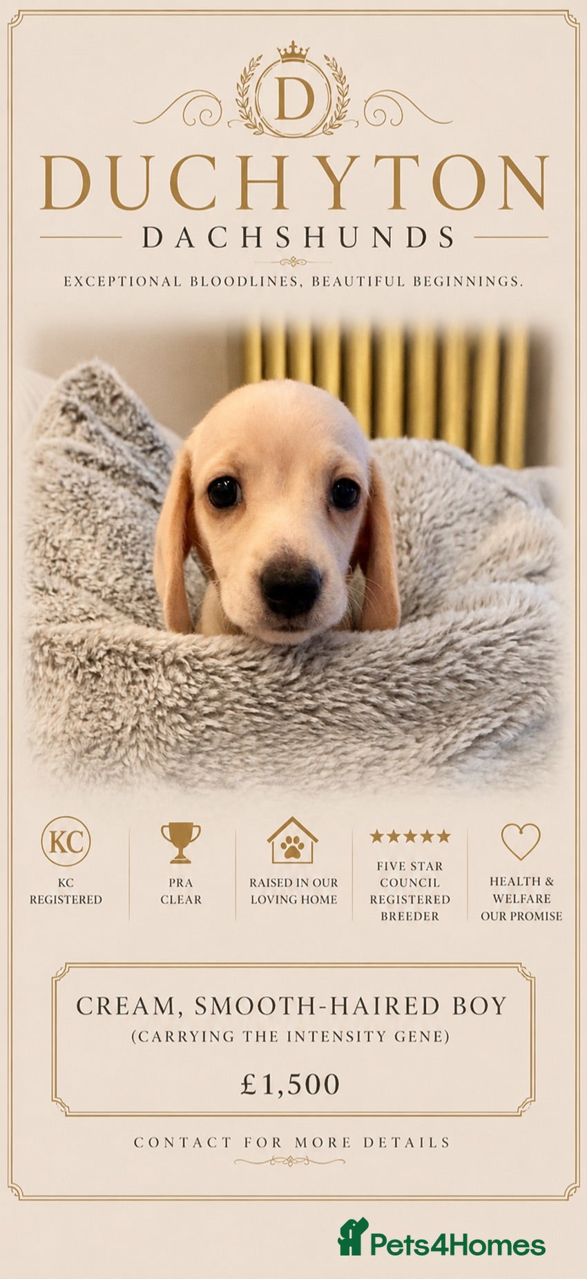 Miniature Dachshund dogs KC Cream Smooth Miniature Dachshunds - Advert 1