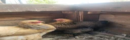 Chickens poultry for sale: 2 barahma hens - Advert 2