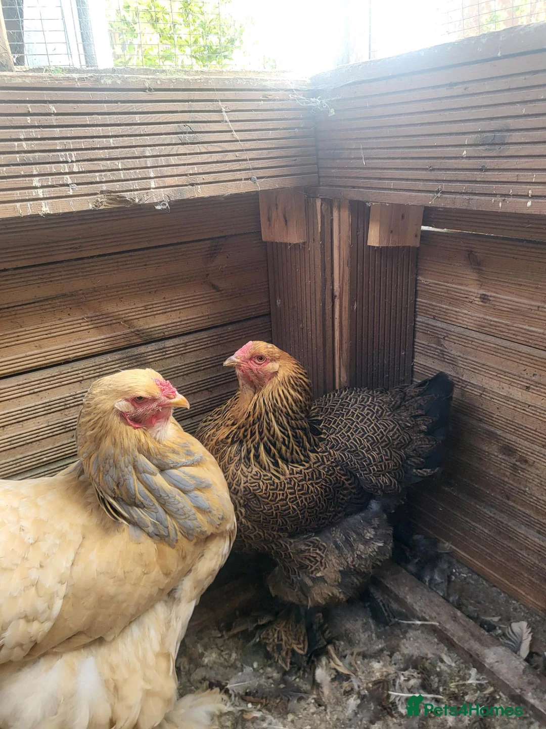 Chickens poultry for sale: 2 barahma hens - Advert 2