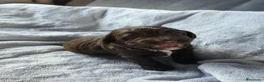 Cockapoo 2